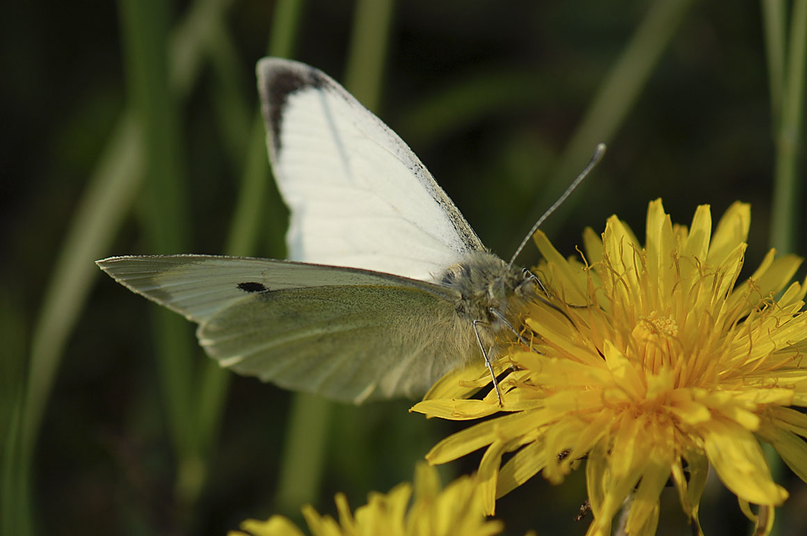 Pieris brassicae ?